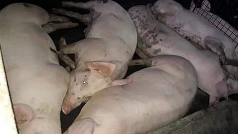 Cebu eyes resumption of hog shipments 