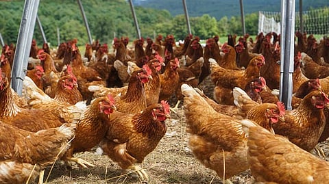 ‘No Chick-In’ order hits poultry farm