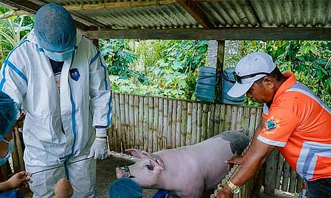 The Provincial Veterinarian’s Office (PVO) conducted African Swine Fever (ASF) and Hog Cholera surveillance in Barangay Mamacao, Kapalong, as part of Davao del Norte’s effort to maintain a pink zone classification—areas with no active ASF cases.