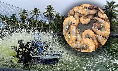 ABC FARM LLC, a Japanese-led shrimp venture in Governor Generoso (GovGen), Davao Oriental, could boost vannamei shrimp (whiteleg shrimp) production in the Davao Region using nanobubble technology.