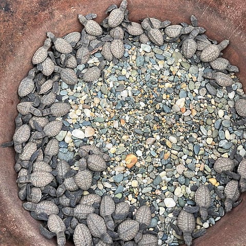 ZAMBOANGA. The Department of Environment and Natural Resources, through the Community Environment and Natural Resources Office, safely released 94 hatchlings of the critically endangered hawksbill turtle along the shoreline of Mamad village, Baliguian, Zamboanga del Norte, last week. 
