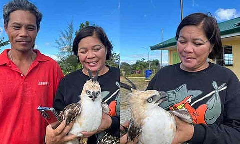 A juvenile Philippine Hawk Eagle, or lawin, was initially found by Roy Toledo (left), a farm caretaker in the area who was suffering from a condition that required him to undergo a colonoscopy, and Suzette Makilan, school head of Florencio M. Guay Elementary School.