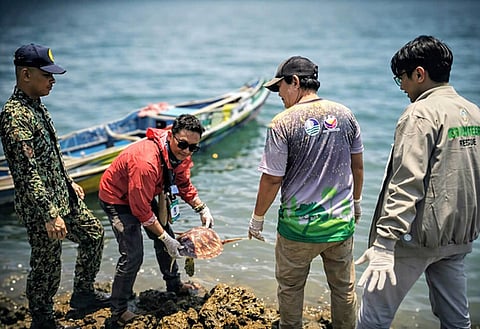ZAMBOANGA. Authorities safely release a Green Sea Turtle back to its natural habitat last week to the coastal waters of Malinao village, Mabuhay, Zamboanga Sibugay. (SunStar Zamboanga)