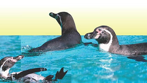 Cebu's captive penguins