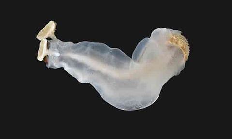 Antingaw, scientifically known as Lithoredo abatanica, or in English as the "Philippine Chalk-Chomping Clam," is one of five finalists for International Mollusc of the Year. Its serrated, stone-boring shells can clearly be seen on the right-hand side of the photo. The antingaw is exclusively found in the Abatan River, Bohol.