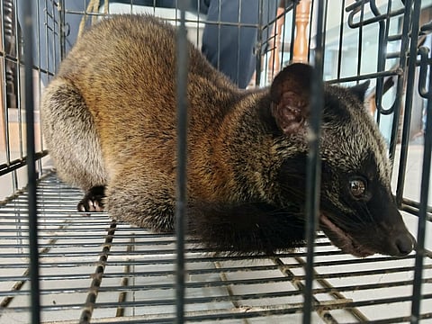 ZAMBOANGA. Personnel of the Department of Environment and Natural Resources on Wednesday, April 22, release Philippine Palm Civet in the forest of Labason, Zamboanga del Norte. 