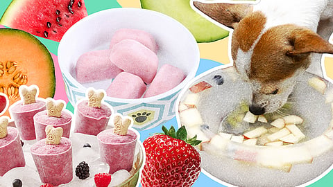 Beat the heat: Dog-safe frozen treat ideas