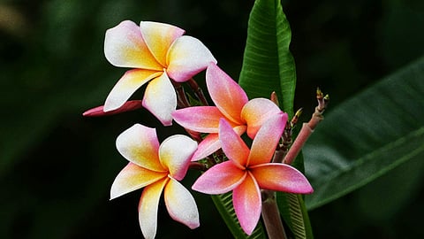 Petals in the Heat: The hidden language of Cebu's summer trees