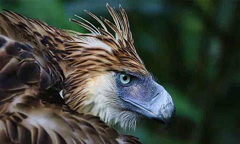 Philippine Eagle Foundation (PEF) revealed that the Philippine Eagles are not only facing habitat and survival crises but also a genetic risk, as a new study on the species revealed a limited gene pool that could pose a risk to the animals’ future.