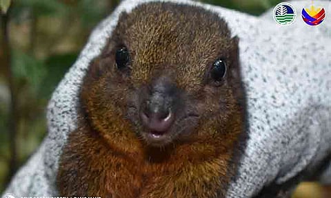Researchers have documented a rare endemic mammal in Mount Apo Natural Park, a discovery that is reshaping scientific understanding of the species’ habitat range in Mindanao. The Mindanao treeshrew (Tupaia everetti), locally known as “tingkolit,” was recorded during a biodiversity monitoring survey conducted from April 27 to May 1, 2026.