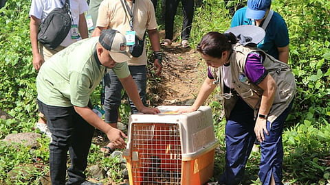 8 rehabilitated wildlife released in Zamboanga Sibugay