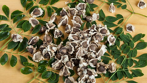 Moringa’s seed extracts discovered to remove microplastics from tap water