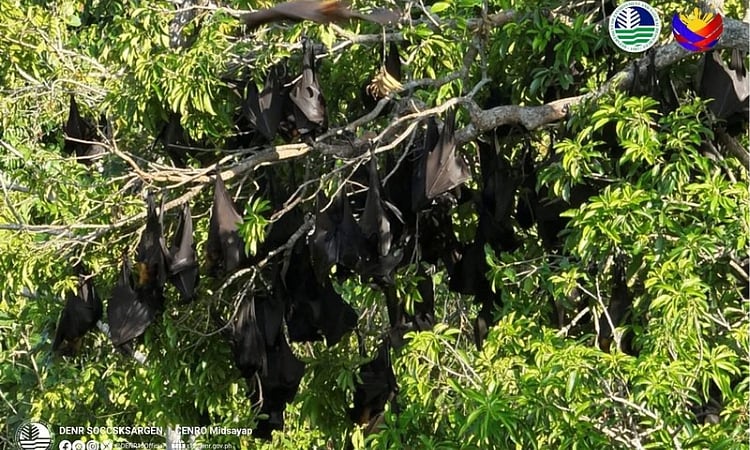 Massive flying fox colony found in Cotabato