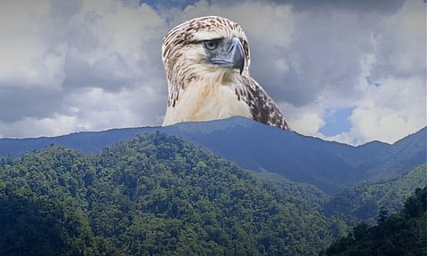 The ancestral domain of the Obu Manuvu in Barangay Tambobong, where the Philippine Eagle Critical Habitat is being proposed to protect the Philippine Eagles living in the area. Philippine Eagle “Tuglivon” is a young eaglet recently hatched at the ancient nest site within the proposed critical habitat. This area is protected and carefully monitored by the Obu Manuvu Bantay Bukid of Tambobong. The Obu Manuvu community named the eaglet through a traditional naming ritual. “Tuglivon” is an ancient bird in their stories, believed to have helped form the first land after a great flood.