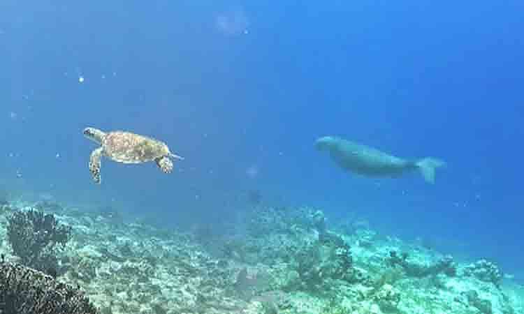 Dugong, turtle spotted in Pujada