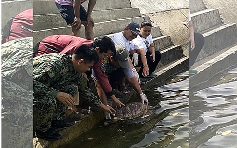 Turtle freed, injured Brahminy Kite rescued in Zamboanga Sibugay town