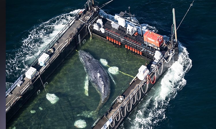 Dead whale found off Denmark coast weeks after viral rescue attempt