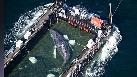 Dead whale found off Denmark coast weeks after viral rescue attempt