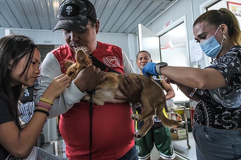 Cebu City records dozens 
of rabies cases amid shortage