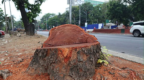 Mass cutting of decades-old trees in Manila sparks public outcry