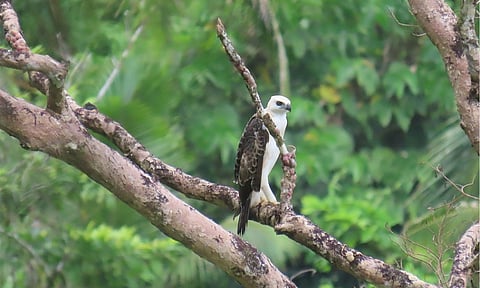 An 11-week-old South Philippine Hawk-Eagle, also known as Pinsker’s Hawk-Eagle, perches on a tree in Barangay Mahagnao in Burauen, Leyte, on May 18, 2026. The eaglet was spotted during routine monitoring conducted by the Philippine Eagle Foundation (PEF) and forest guards in the area. 