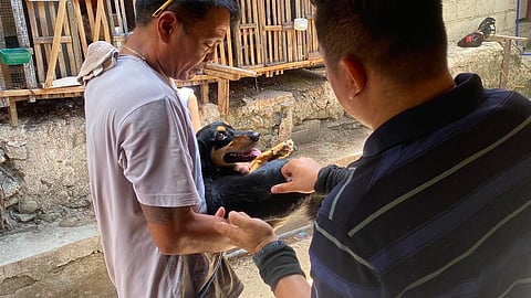 Cebu City faces anti-rabies vaccine shortage amid rising demand