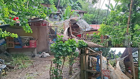 Punoan sa kahoy natumba; dalaga angol