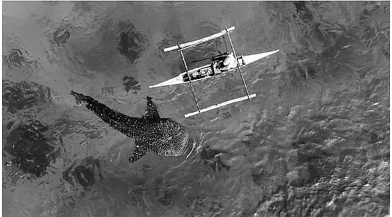 Saving Oslob tourism by endangering sharks
