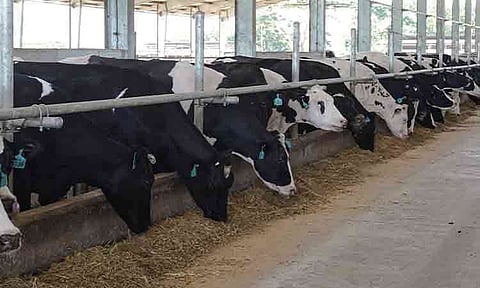 Carmen’s Best hopes to raise awareness on the importance of locally produced fresh milk in a country dominated by exported dairy.