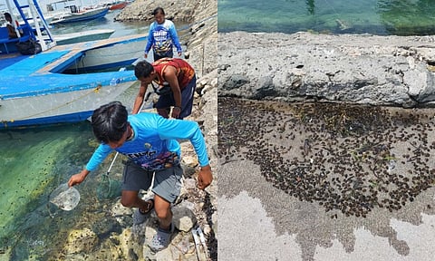 CEBU. Thimble jellyfish first reported in Barangay Marigondon, Lapu-Lapu City have spread to portions of Barangay Sta. Rosa and the causeway area, prompting the City Environment and Natural Resources Office (Cenro) to begin removal operations and issue warnings to the public.