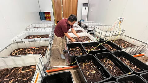 FROM WETLANDS TO WORLD MARKETS. Surrounded by holding tanks filled with live Asian swamp eels, Maylong Enterprises Corp. manager Retchie Tayco prepares another export shipment bound for China at the company’s facility in Davao City on June 3, 2026. Once gathered from rice fields and wetlands across Mindanao, the eels have become a growing export commodity that generates income for rural communities and strengthens the region’s fisheries trade.