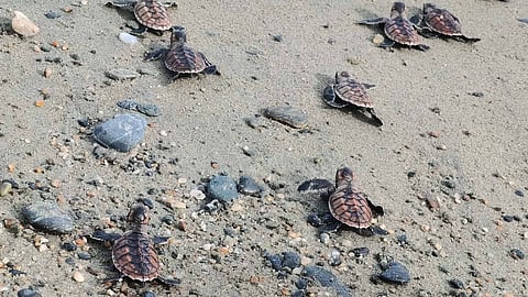 111 hawksbill turtle released; Brahminy Kite, Serpent Eagle rescued