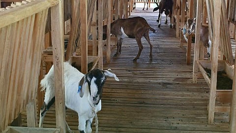 ZAMBOANGA. The Department of Agriculture-Zamboanga Peninsula on Wednesday, June 3, 2026, turns over P4.6 million Goat Multiplier Farm project to a group of farmers in East Migpulao village, Dinas, Zamboanga del Sur. (SunStar Zamboanga)