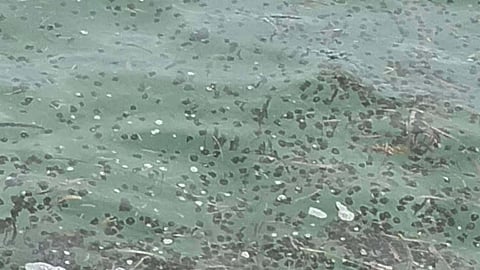 Jellyfish cleanup: Safety first, says BFAR7