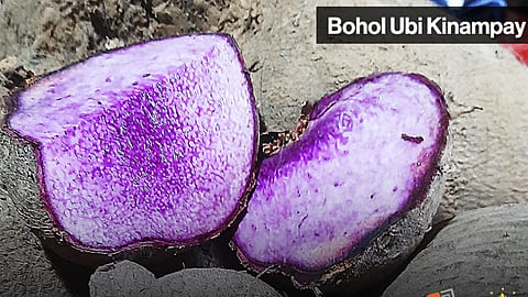 Bohol moves to protect prized UBE