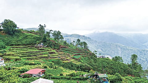Suroy: Dalikyat nga pagduaw sa Mt. Olis