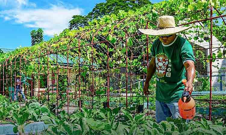 Davao City promotes urban gardening to cut food costs