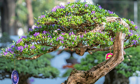 The Consulate General of Japan in Davao is pleased to announce the “Introduction to the World of Bonsai: A Beginner-Friendly Workshop,” to be held on Sunday, June 28, 2026, at Davao City National High School Multi-Purpose Gym.