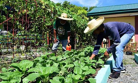 Dabawenyos urged to practice home gardening for food security