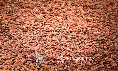 Kapalong coop ships 6-ton cacao beans to New Zealand