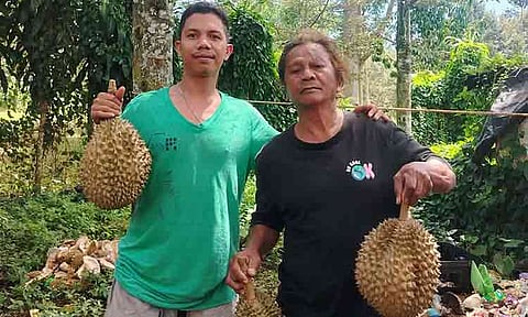 SEASON’S HARVEST. Ricardo Anta Sr. (right) and his son, GR, hold freshly harvested durians at the family's orchard in Barangay Tamayong, Calinan, Davao City. Nearly four decades after Ricardo planted his first durian trees, the orchard has grown into a thriving family enterprise, with GR now carrying the legacy into the next generation.