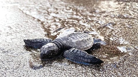 183 green sea turtle hatchlings released in Panglao, Bohol