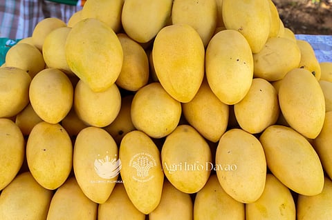 Mango industry seeks revival 