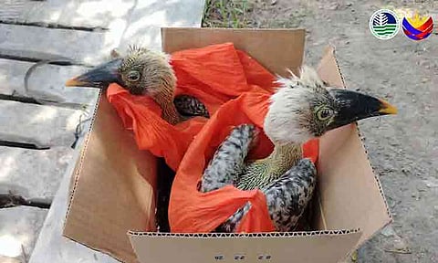 The Department of Environment and Natural Resources-Soccsksargen (DENR-Soccsksargen), in coordination with police authorities, rescued two endangered hornbills and arrested a suspected wildlife trafficker during a joint anti-illegal wildlife trade operation in General Santos City on Monday, July 6, 2026.