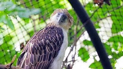 Eastern Visayas emerges as a refuge for the Philippine Eagle