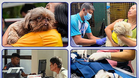 Iloilo City vaccinates over 39,000 dogs, cats