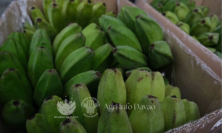 Davao Region sends 2nd batch of Saba, Cardava bananas to NZ