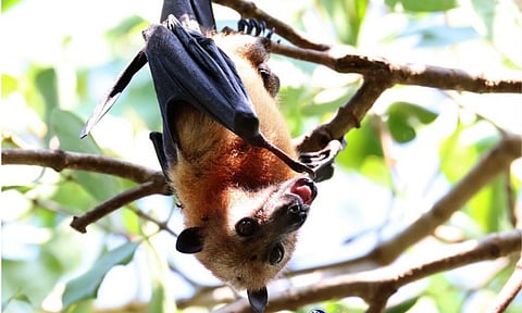 A large flying fox (Pteropus) hangs from a tree branch amid a lush forest canopy in the province of Davao Occidental. Environmental authorities highlight these fruit bats as essential ecosystem components for forest regeneration through pollination and seed dispersal. However, wildlife agencies continue to monitor populations across Southeast Asia due to their status as threatened species and their recognized role as natural reservoirs for the zoonotic Nipah virus.