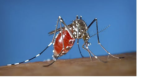 Cebu dengue cases rise, but no province-wide outbreak, official says
