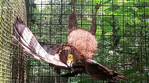 Crested serpent eagle rescued in Zamboanga City